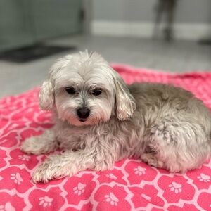 Meet your Posher, Ellen